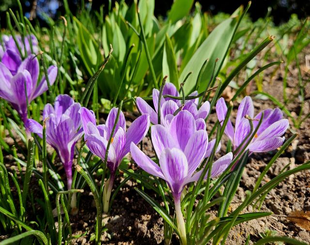 Zbliżenie na kwitnące krokusy